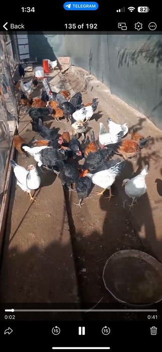 Гозалкент Думолок мфй да Зотли товуклар сотилади  25 дона