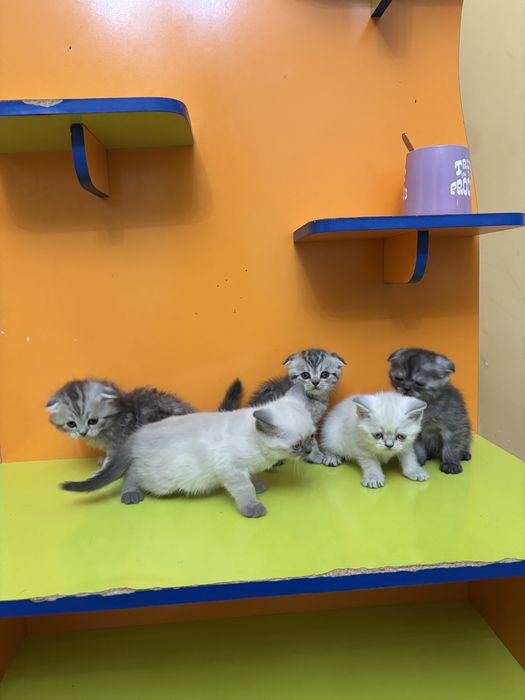 Шотландские котята