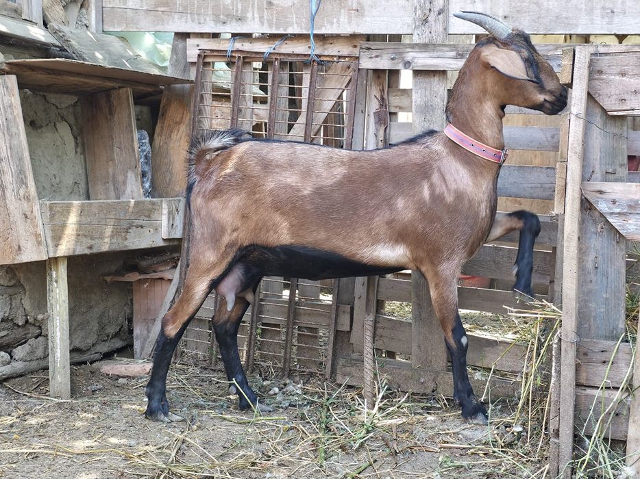 Capre de lapte – Metis Alpină Franceză × Anglo-Nubian