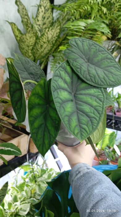 Алоказия шкура дракона