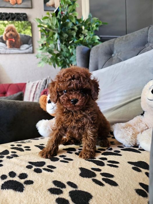 Той пудел[toy poodle)] Лицензиран развъдник