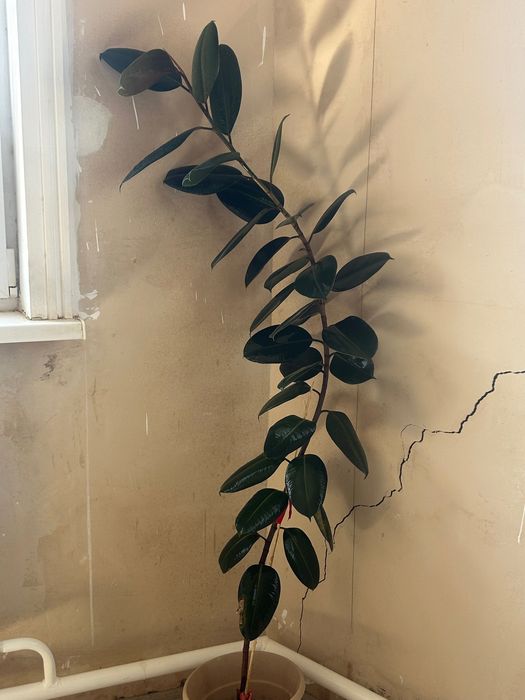 Домашние цветы. Үй гүлдері