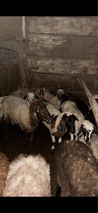 Қойлар, тоқтылар сатылады