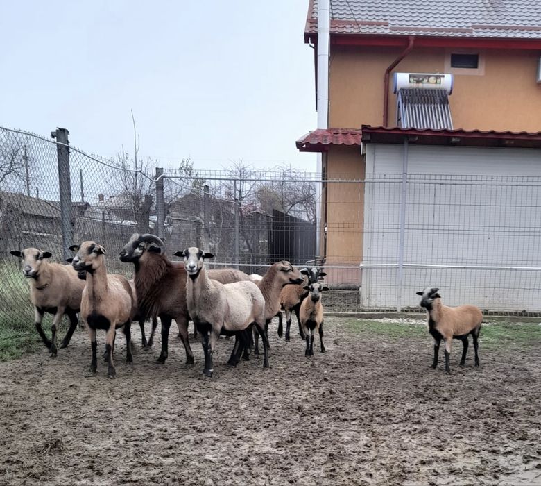 Oi camerun de vânzare