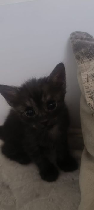 Котята в добрые  руки
