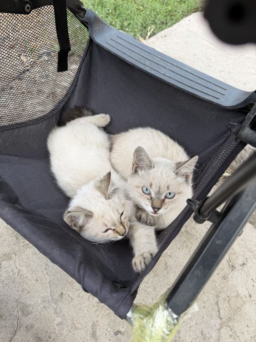 Марғаулар(котята)