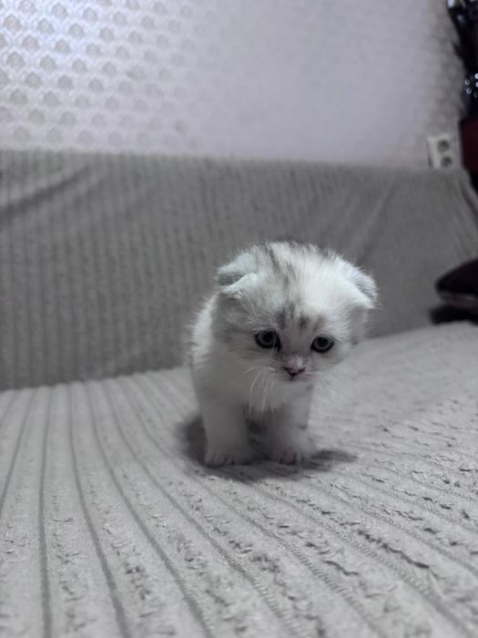 Продаются шотландцы