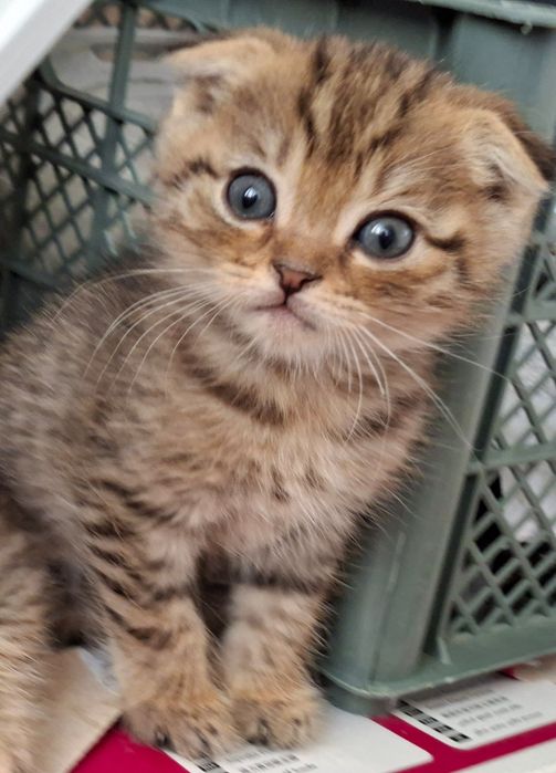 Zotdor mushuk sotiladi