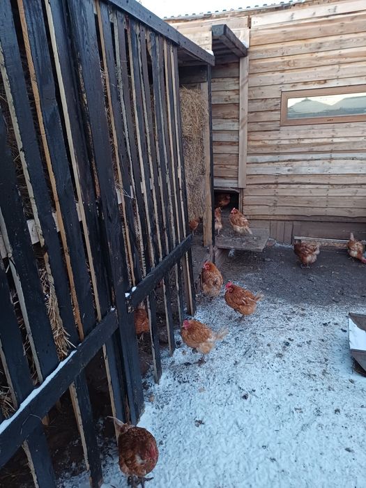 Продам курей несушек