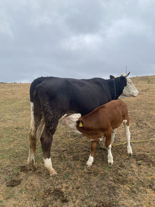 Vaca de vanzare