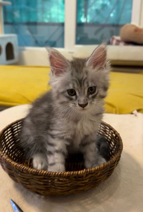 Котенца Мейн Кун с родословие