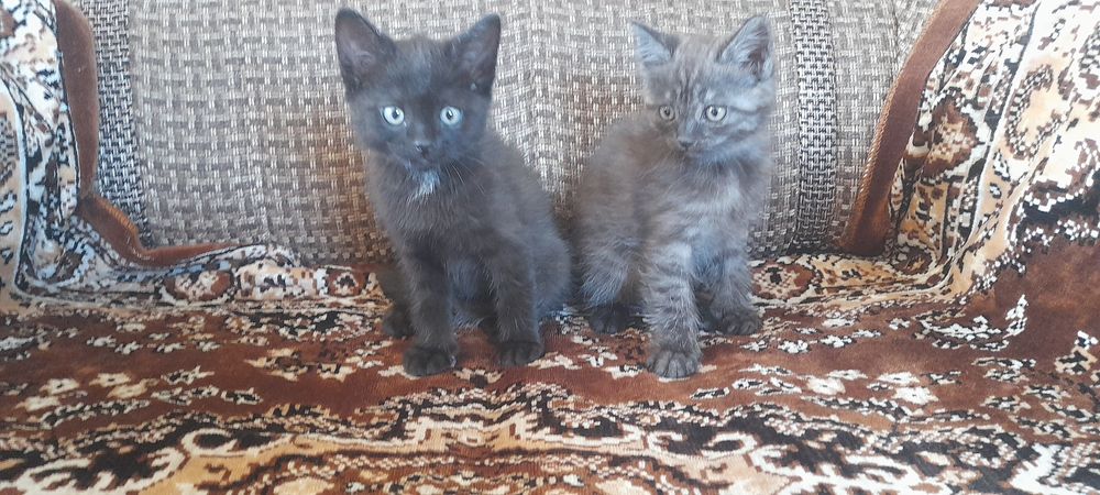 Отдам котят в добрые руки
