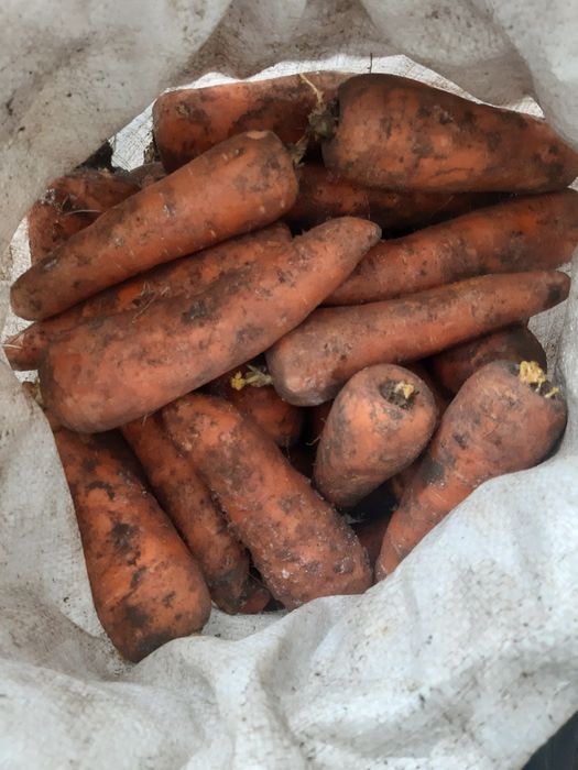 Продам Морковь оптом.