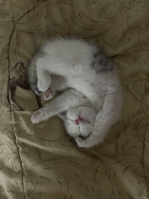 Отдам котенка девочку в добрые руки