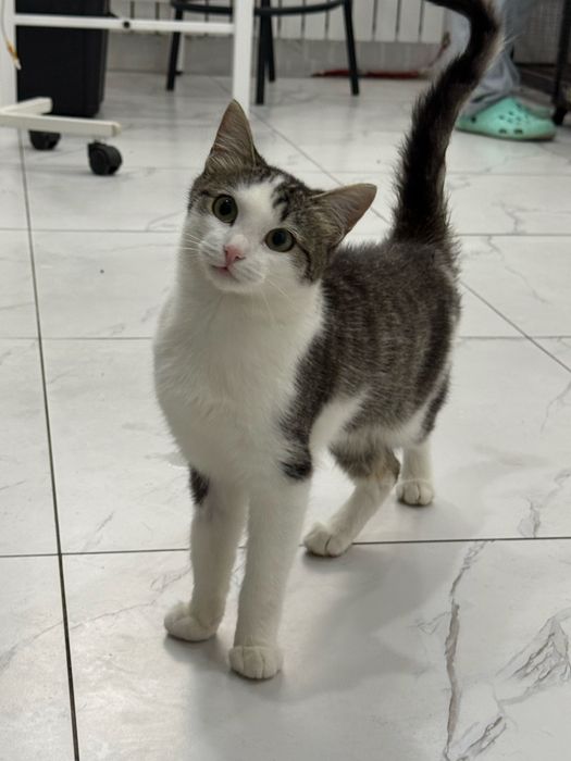 Котенок в добрые руки