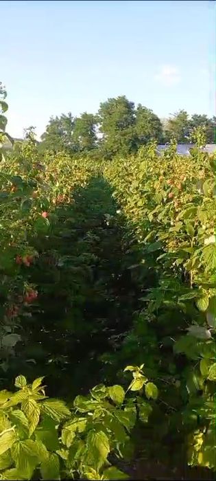 Butași zmeura Autumn Bliss.