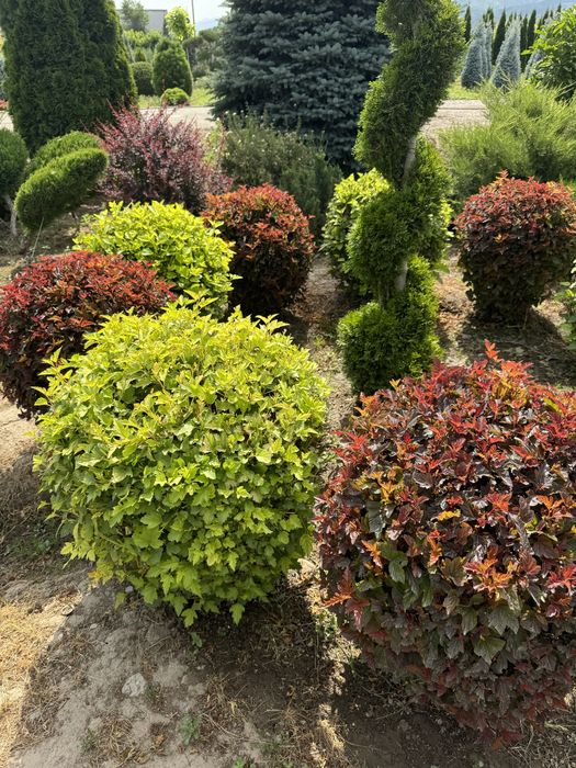 Ландшафт газон елки