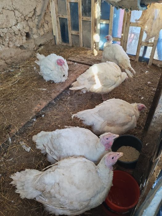 Курка Биг 6, сотилади