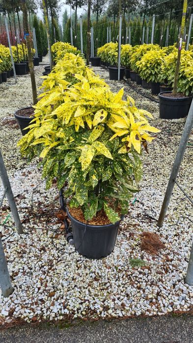 Tuia Evoniumus pin pon pon