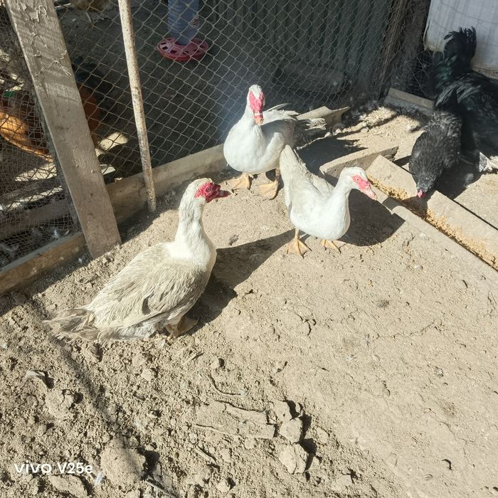 Домашние индоутки