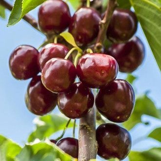 Pomi Fructiferi la Ghiveci (Cireș)