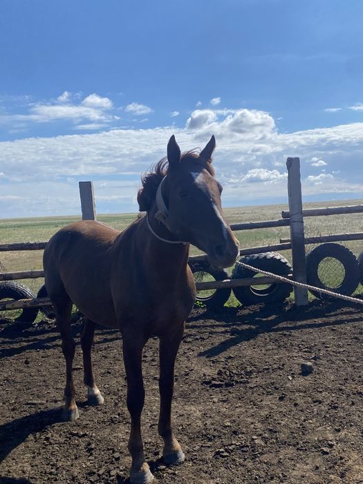 Айғыр сатылады 7 жасар