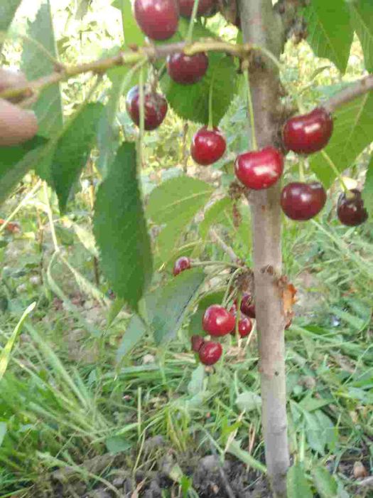 Мевалик кучатлар бор