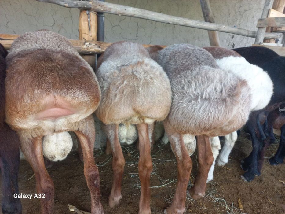 Qoʻchqor qoʻylar qoylar sotiladi