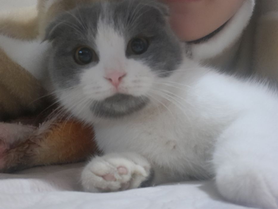 Scottish fold mushugi