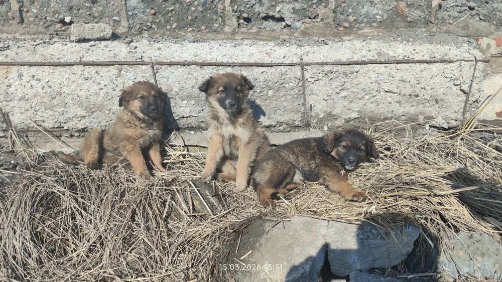 Отдам щенков в добрые руки
