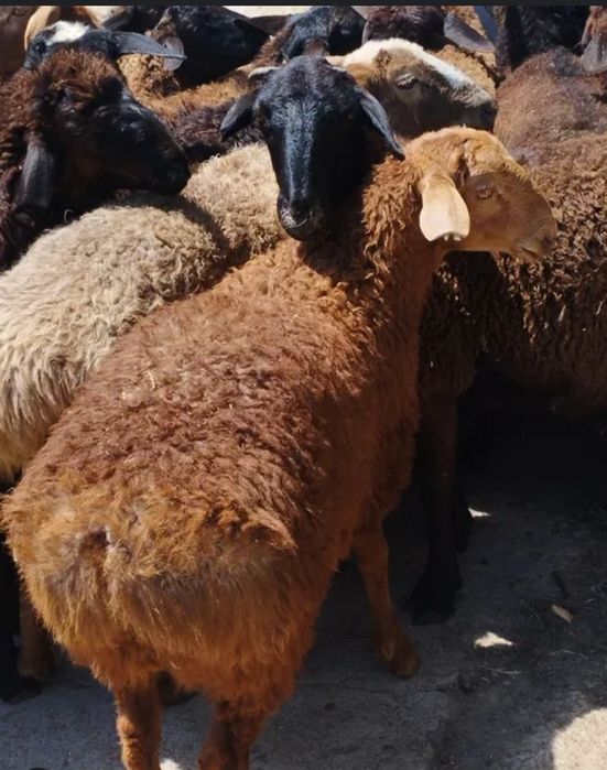 Сыныптастары алдап жатыр