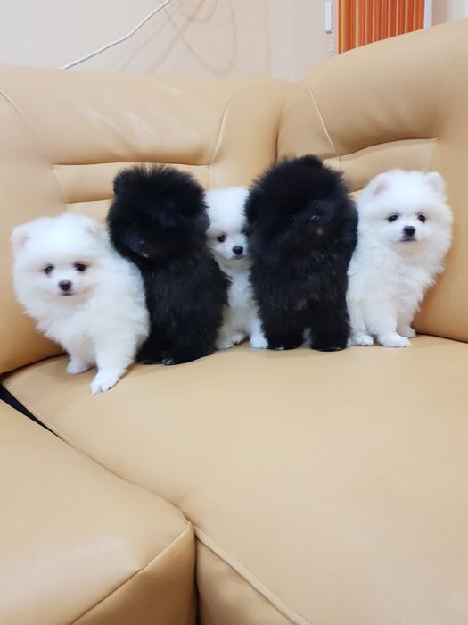 Померан померани Гр. София