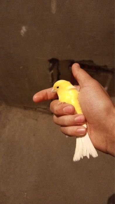 Narlar kanareykalar sotiladi narla