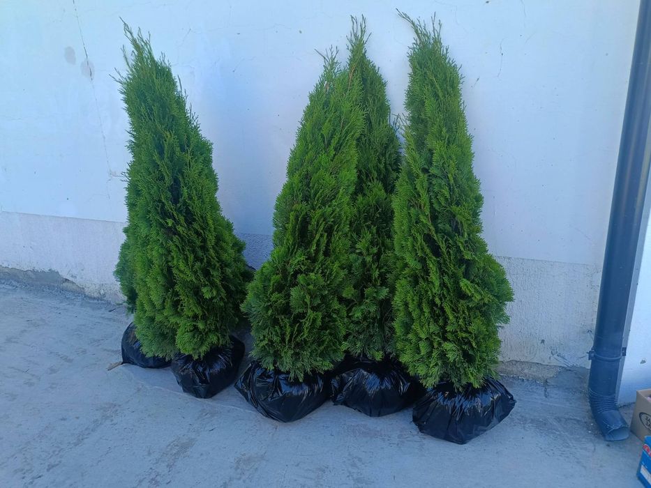 Западна туя смарагд от 0,50м до 2,50м Фастигиата 1,50м