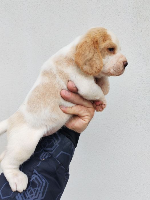 Fetița beagle bicolor culoare deosebita