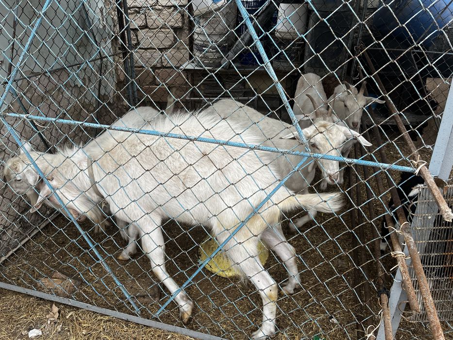 Решотка бар 20 шт ограждения