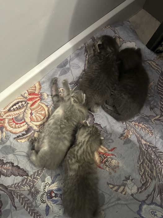 Шотландские кошки 4 детьми