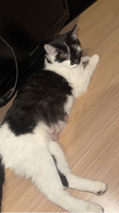 Отдаю кошку взрослую