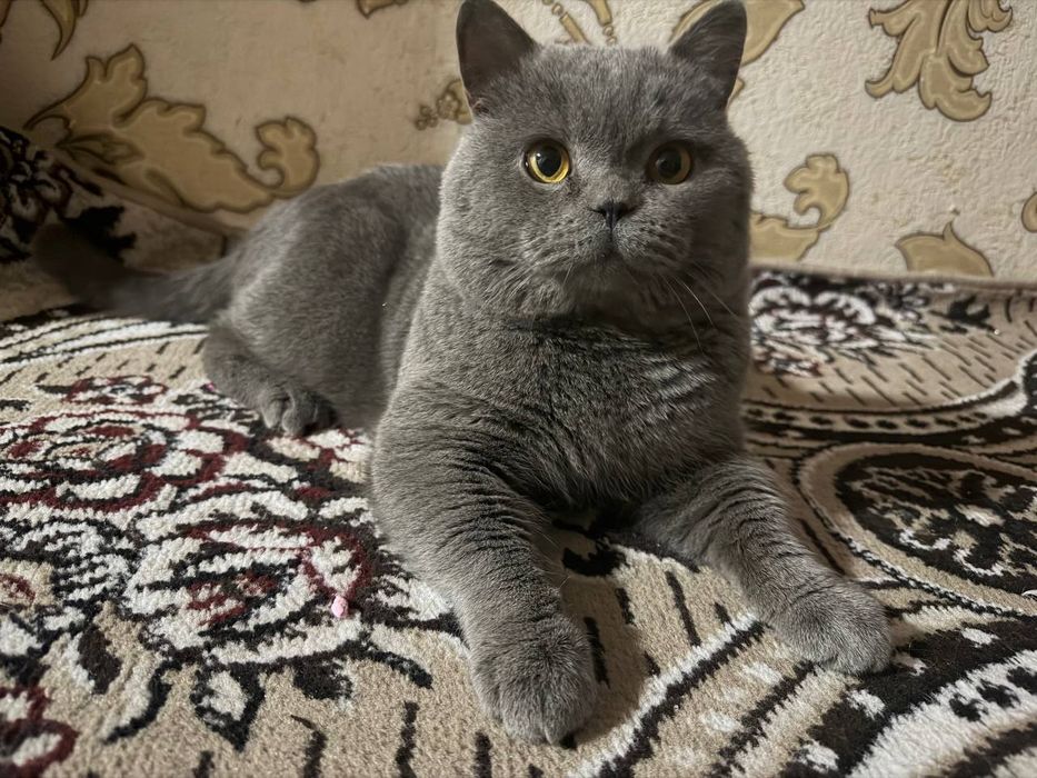 британский кот .вязка