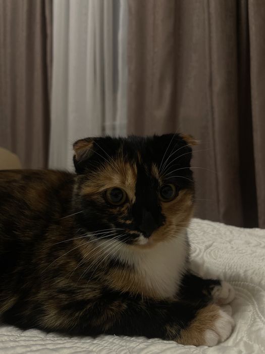 Котенок (девочка) Вислоухая