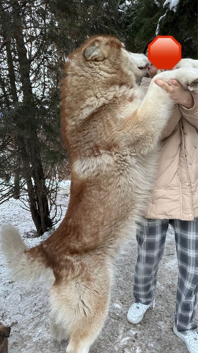 продам маламут кабель