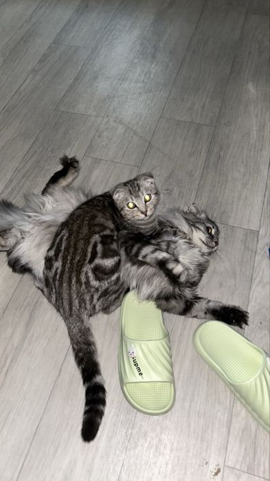 Продам котенка девочку