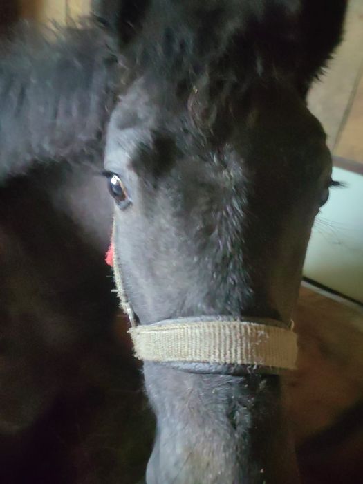 Vând sau schimb , mânză vârstă 7 luni