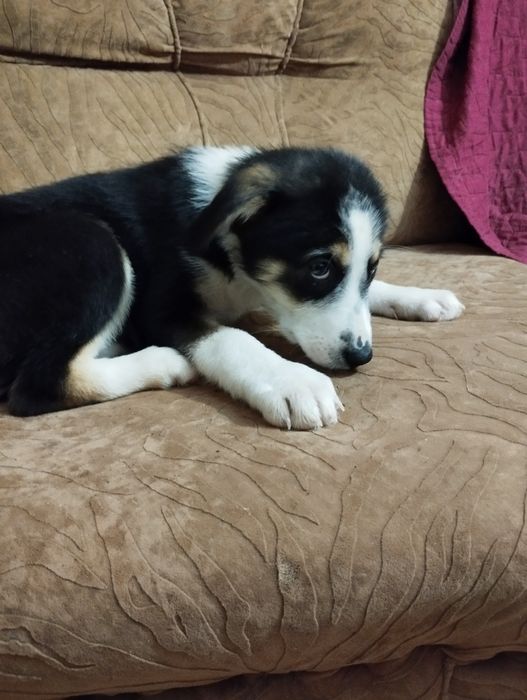 Подарявам малко кученце