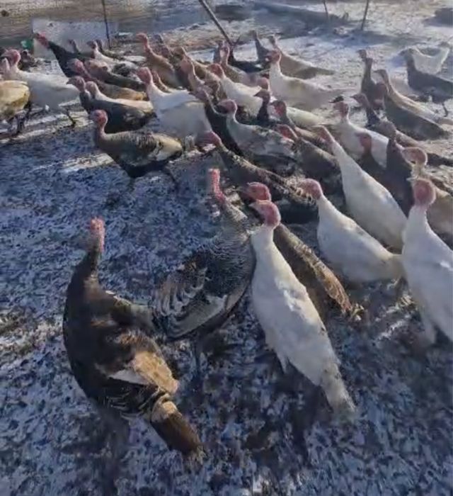 Индюки продается