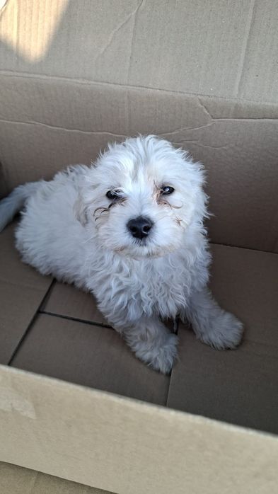 Bichon Maltez băiat