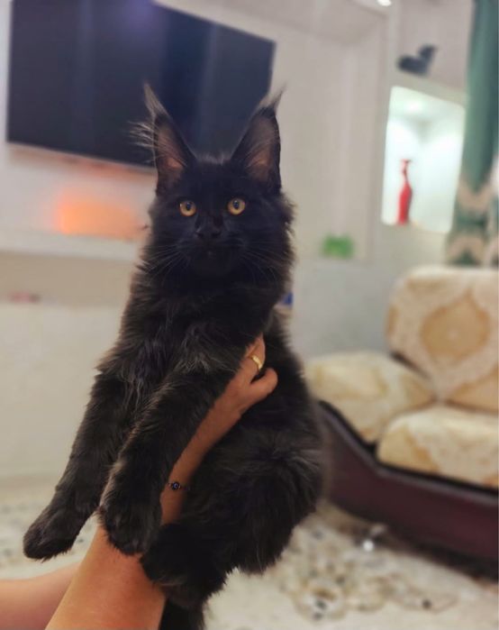 Котята породы Мейнкун. Питомника West Coast Pride, г.Актау