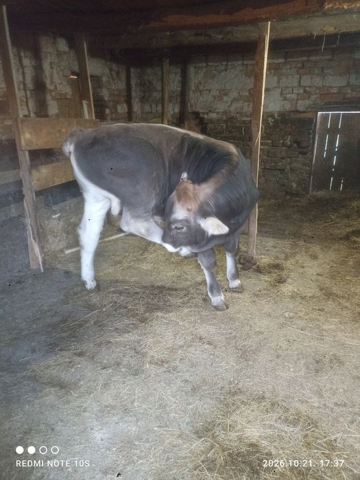 Brunā de maramures cu vitel