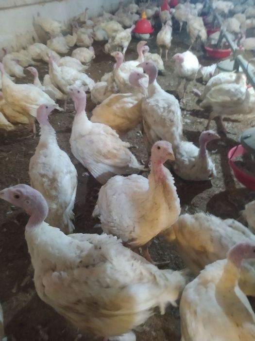 Индюк бронза циплята жожа 10дневки