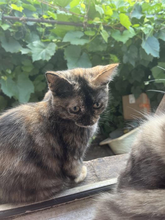 Отдам в хорошие руки котят.